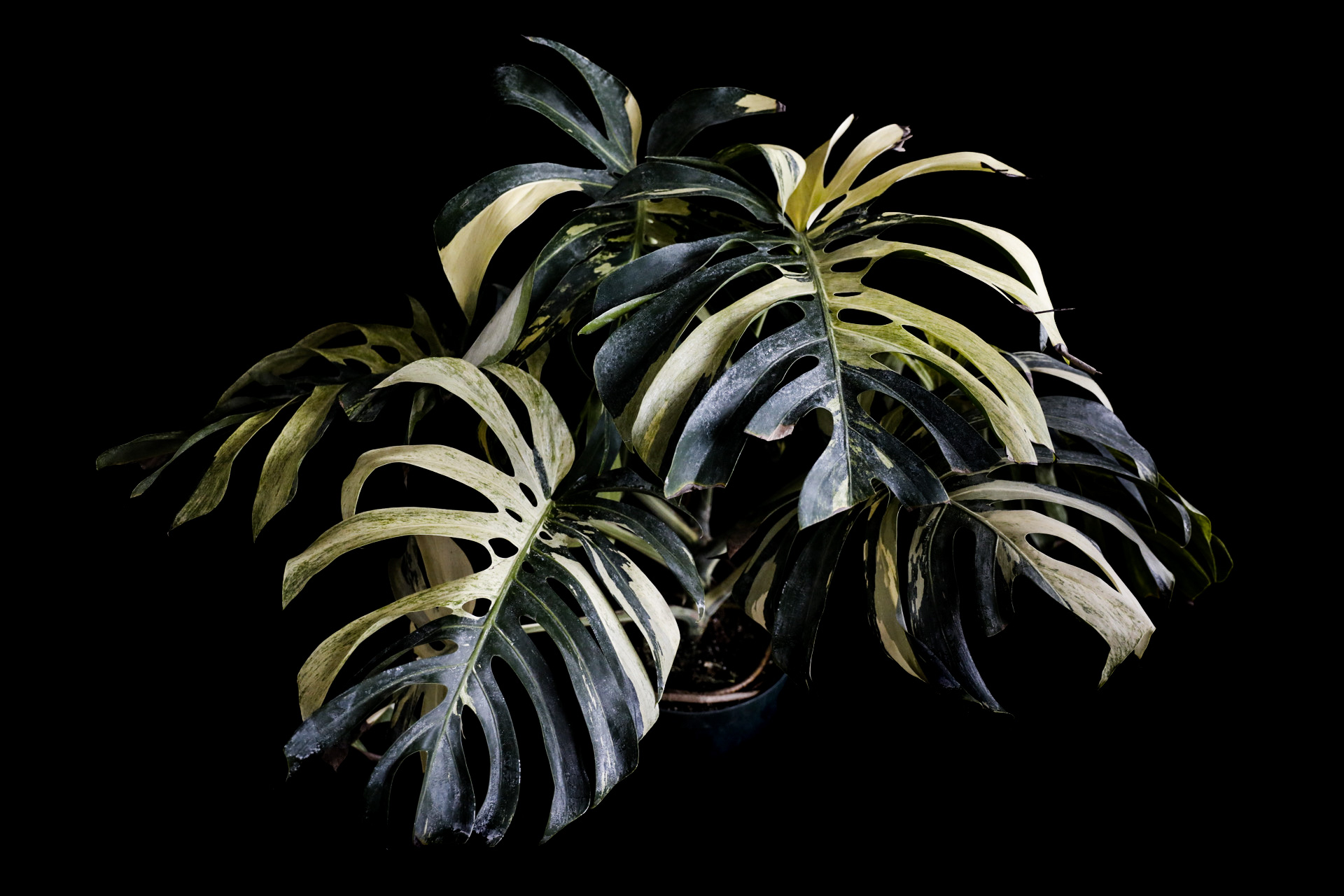 MonsteraX | World's Plant Marketplace & Official Home for Rare